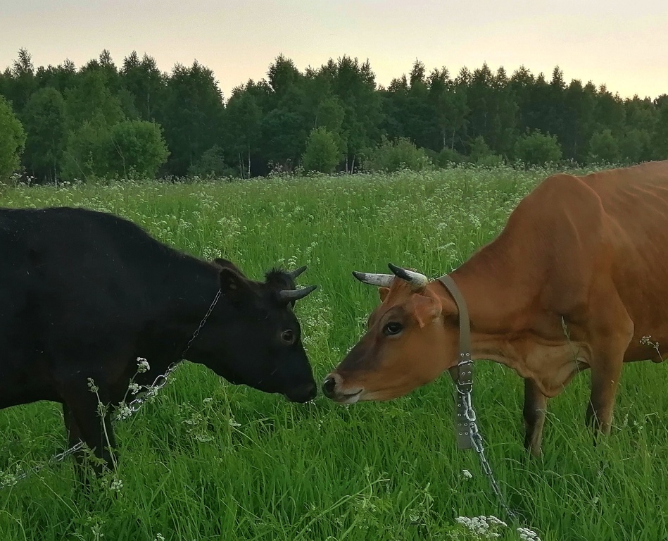 azglagol's tweet photo. Как правильно выбрать молоко и масло? Если вы при употреблении продуктов в пищу стараетесь максимально возможным образом придерживаться по настоящему натуральных продуктов питания, то рано или поздно встаёт вопрос о том, как определить их качество и

https://t.co/R3W29oB6Su https://t.co/UOhhwjLx0b