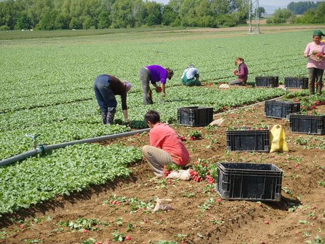 Fruchthandel Magazin tweet media