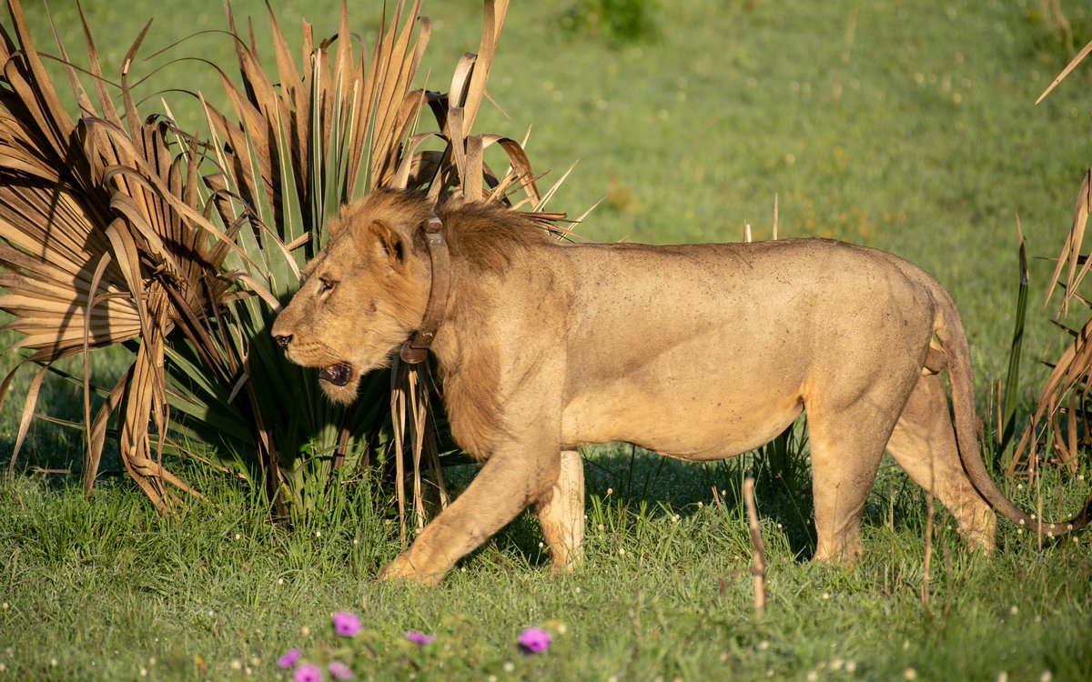 ugwildlife's tweet photo. The best way to start a new week is to have a Lion sighting first thing Monday morning. From our wild family to yours, have a wonderful week full of wins. #MondayMotivation #ExploreUganda

📍 Murchison Falls National Park https://t.co/AHiPnP843l