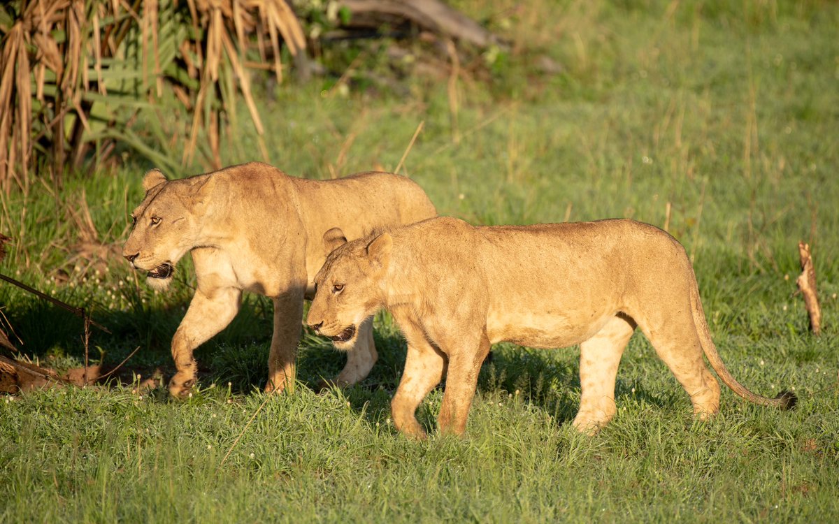 ugwildlife's tweet photo. The best way to start a new week is to have a Lion sighting first thing Monday morning. From our wild family to yours, have a wonderful week full of wins. #MondayMotivation #ExploreUganda

📍 Murchison Falls National Park https://t.co/AHiPnP843l