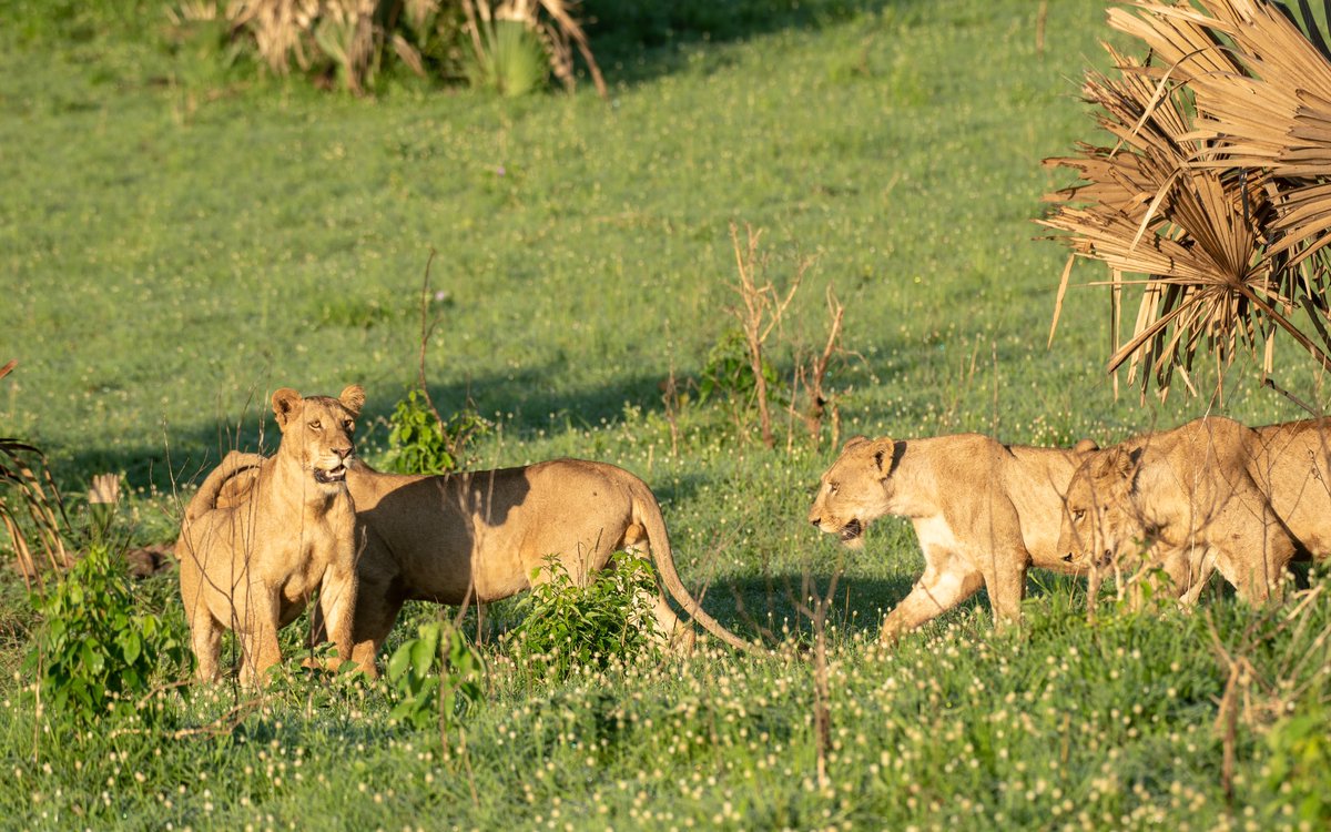 ugwildlife's tweet photo. The best way to start a new week is to have a Lion sighting first thing Monday morning. From our wild family to yours, have a wonderful week full of wins. #MondayMotivation #ExploreUganda

📍 Murchison Falls National Park https://t.co/AHiPnP843l
