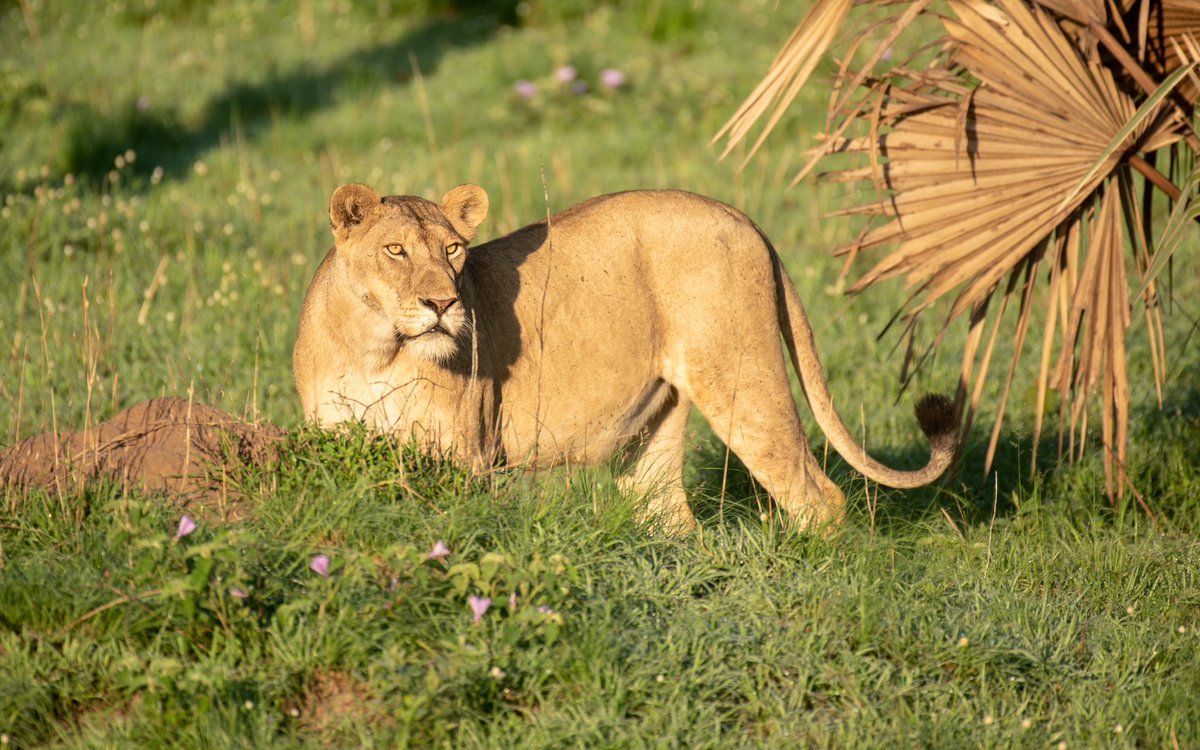 ugwildlife's tweet photo. The best way to start a new week is to have a Lion sighting first thing Monday morning. From our wild family to yours, have a wonderful week full of wins. #MondayMotivation #ExploreUganda

📍 Murchison Falls National Park https://t.co/AHiPnP843l