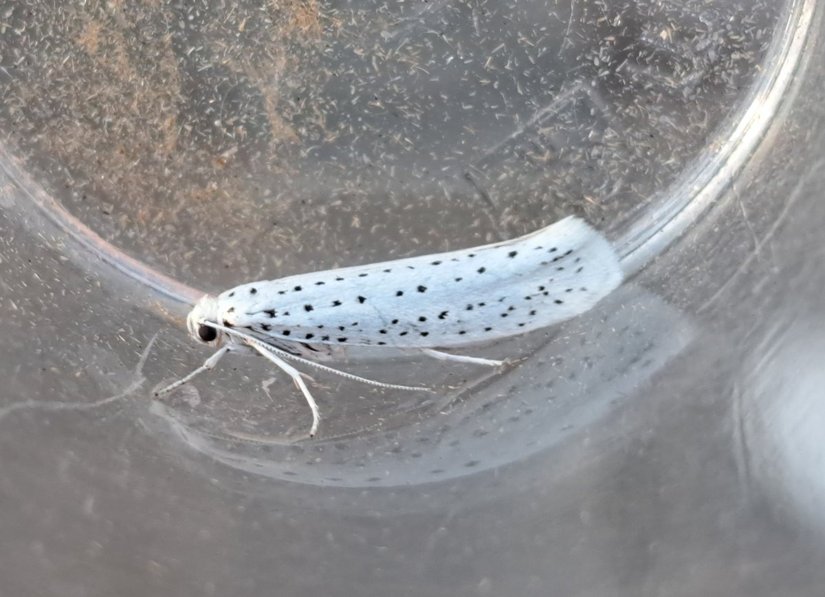 Phil Andrews (@pmandrews1973) on Twitter photo Another successful trap overnight with 3 NYG/NFY - Elephant Hawk-moth (finally), Shoulder-striped Wainscot and Bird-cherry Ermine. Also Box-tree Moth, Silver Y and Scarce Footman with a couple of micros out for consultation B74 VC38 SK10 <a href="/BCWarwickshire/">BC Warwickshire</a> <a href="/EcoRecording/">EcoRecord</a> <a href="/ruth_newby/">Ruth Newby</a> Another successful trap overnight with 3 NYG/NFY - Elephant Hawk-moth (finally), Shoulder-striped Wainscot and Bird-cherry Ermine. Also Box-tree Moth, Silver Y and Scarce Footman with a couple of micros out for consultation B74 VC38 SK10 <a href="/BCWarwickshire/">BC Warwickshire</a> <a href="/EcoRecording/">EcoRecord</a> <a href="/ruth_newby/">Ruth Newby</a>