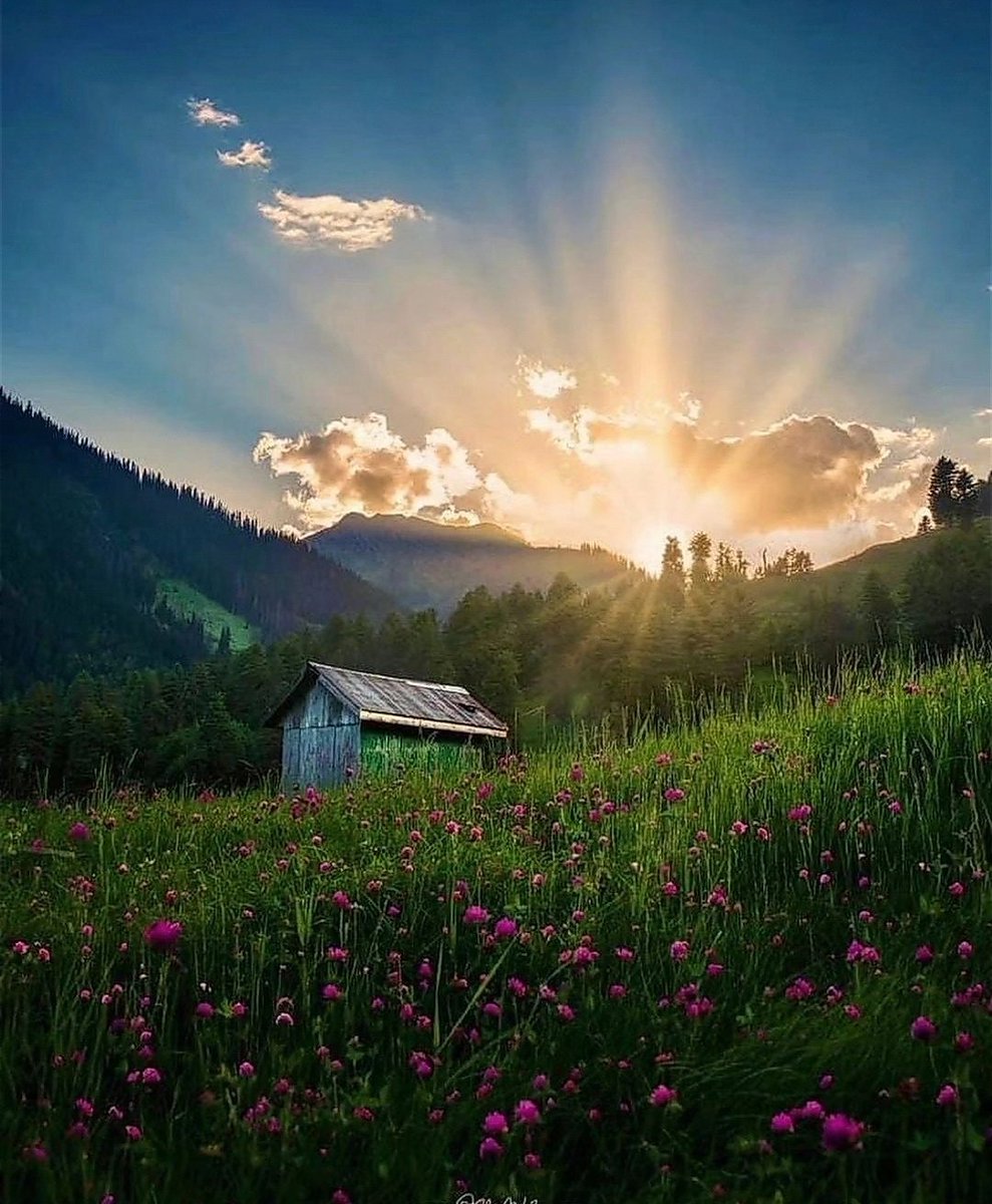 MirkoVasi2's tweet photo. Good morning, happy new week to all 🌞🌺💚💙🍀 https://t.co/iKpPvUgAGx