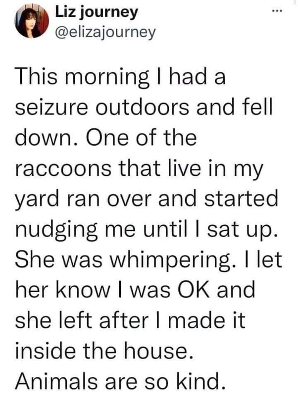 WholesomeMeme's tweet photo. Original tweet by Liz @elizajourney https://t.co/jVMF4BYXdc