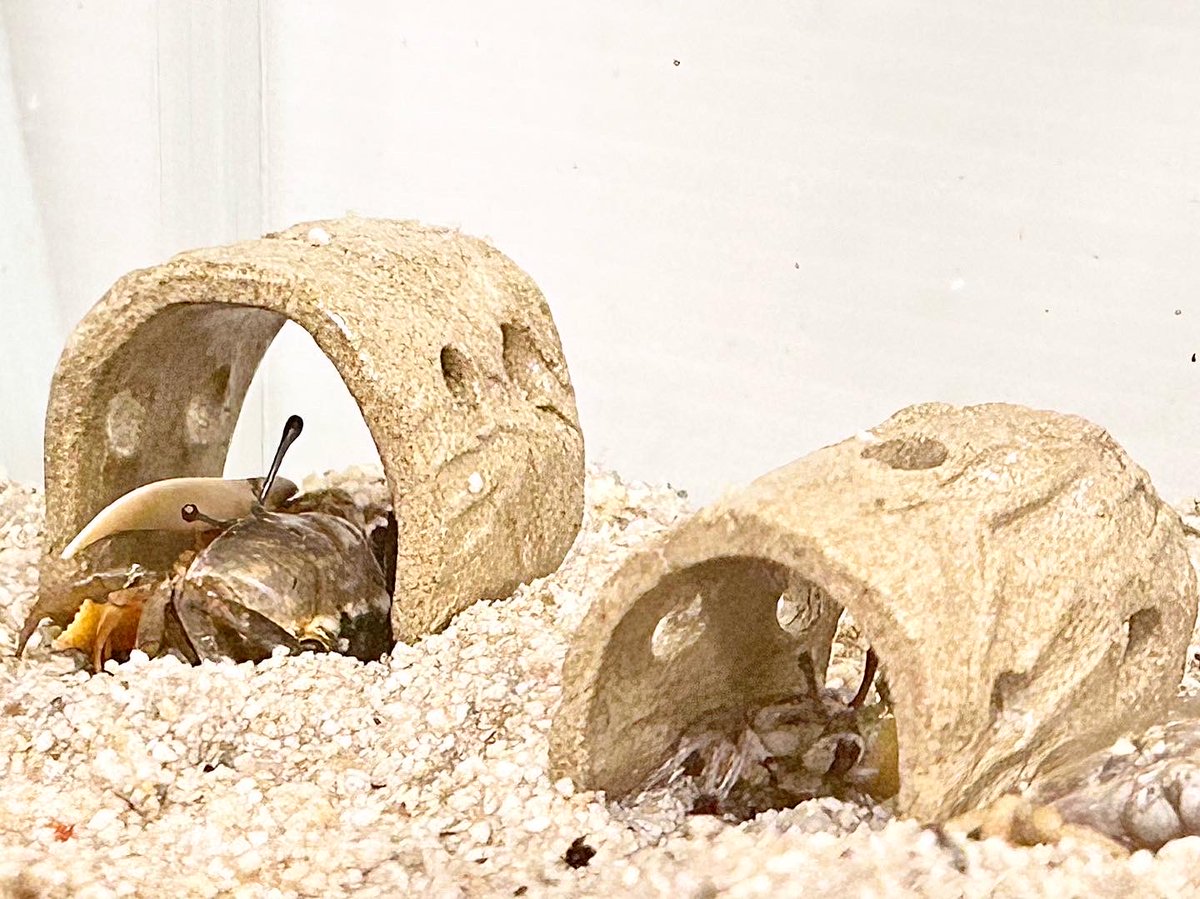 _from_Yokohama's tweet photo. オーブン粘土でシオマネキの隠れ家トンネルを作りました🦀
ちゃんと入ってくれて嬉しい🙂
上にも登るんだね😅
#オーブン粘土
#シオマネキ
#蟹 #crab #カニ #fiddlercrab https://t.co/UZO3t1EOzW