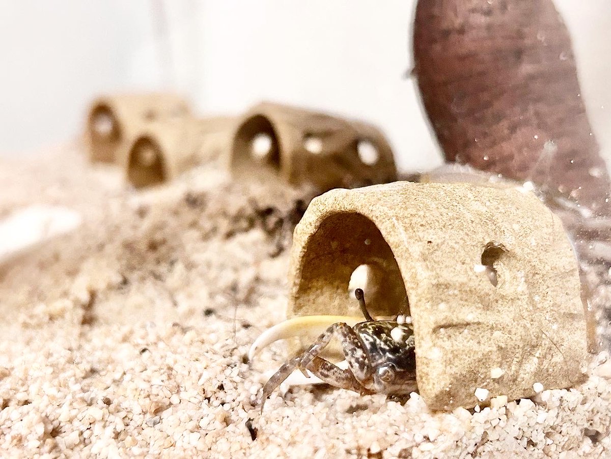 _from_Yokohama's tweet photo. オーブン粘土でシオマネキの隠れ家トンネルを作りました🦀
ちゃんと入ってくれて嬉しい🙂
上にも登るんだね😅
#オーブン粘土
#シオマネキ
#蟹 #crab #カニ #fiddlercrab https://t.co/UZO3t1EOzW