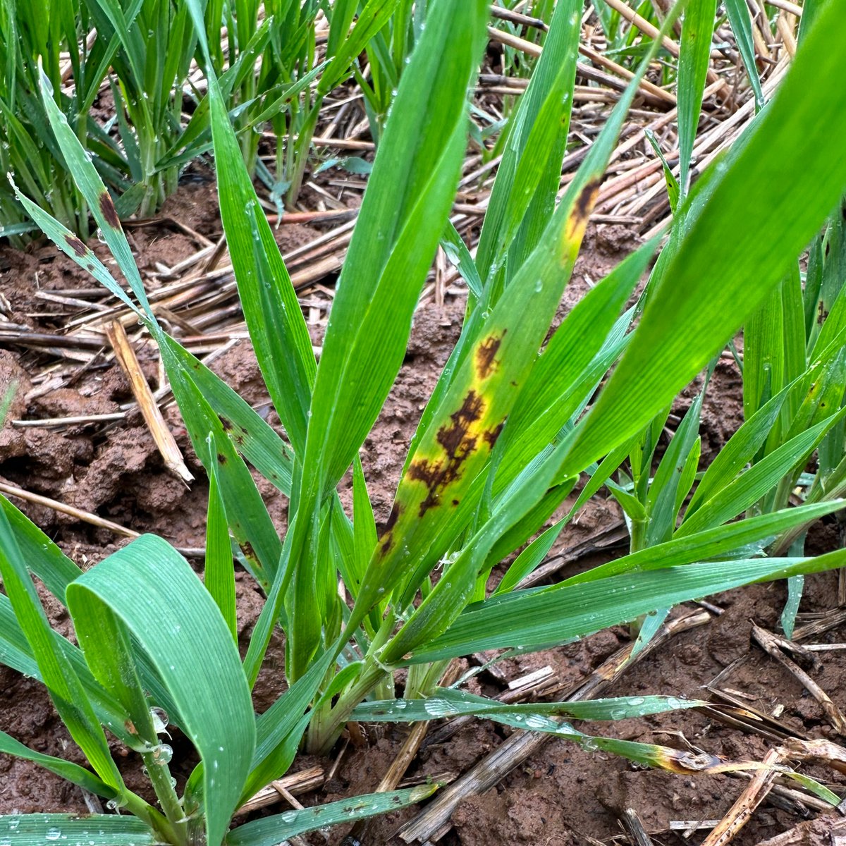 NSW_AGRONOMY's tweet photo. #trialsareus
How awesome are these photos of the NFNB barley trial @ DPI Wagga taken by Ben Overden, part of a collaboration b/w @thegrdc, @nswdpi &amp; @DAFQld.

📌"The Net Blotches in barley account for over $125M of annual losses in Australia"

@_Ben_Ovenden @GRDCNorth #barley https://t.co/qeyDb6KU8a