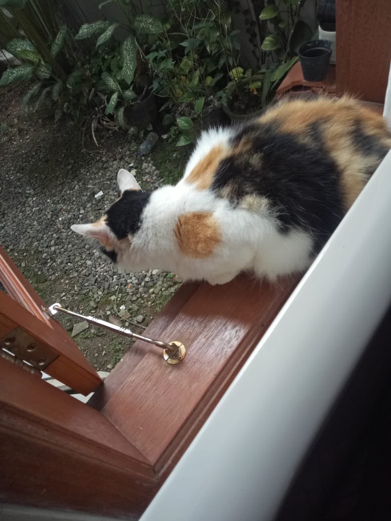 miyongoll's tweet photo. Masih mencari Myo‼️

Teman-teman barang kali ada yang ngeliat kucing belang 3 dengan tompel di deket hidungnya seperti difoto, boleh lgsg dm akun ini atau @sudahcukupumuur yaa. 

Makasih banyak semuanya🥹🥹 https://t.co/ybEYbFET6I