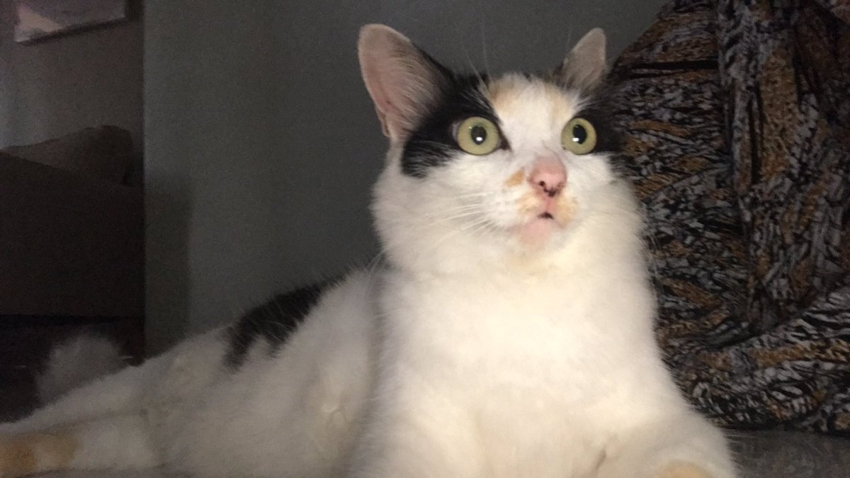 miyongoll's tweet photo. Masih mencari Myo‼️

Teman-teman barang kali ada yang ngeliat kucing belang 3 dengan tompel di deket hidungnya seperti difoto, boleh lgsg dm akun ini atau @sudahcukupumuur yaa. 

Makasih banyak semuanya🥹🥹 https://t.co/ybEYbFET6I
