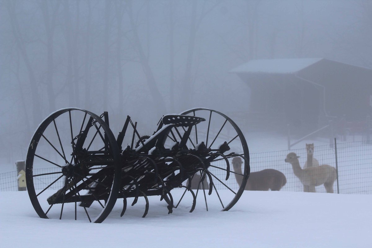 Oak Hills Alpacas tweet media