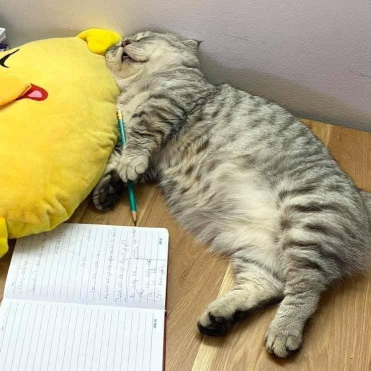 yoxrgravity's tweet image. mood : อยากกลับบ้าน อยากนอนต่อ