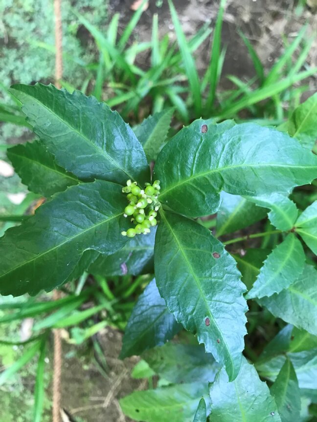 TonogayatoTeien's tweet photo. #マンリョウ に比べて #センリョウ はとても #ユニークな花 ですね。
Compared with #ArdisiaCrenata, or #Manryo*, the flowers of #ChloranthusGlaber, or #Senryo* are very unique. *Japanese name
#万両 #千両 #殿ヶ谷戸庭園 #駅から徒歩2分の癒し空間
#TonogayatoGardens #UniqueFlower https://t.co/c0qxC7LdP2