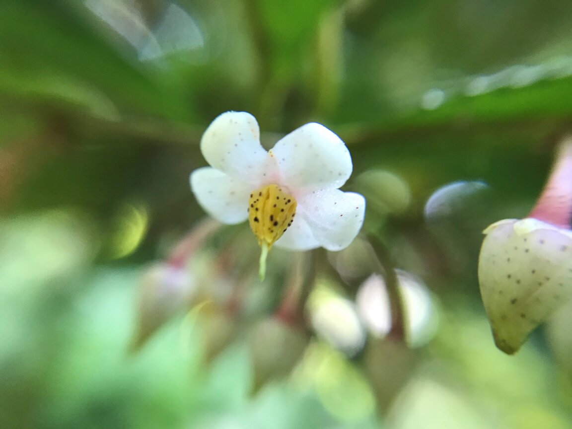 TonogayatoTeien's tweet photo. #マンリョウ に比べて #センリョウ はとても #ユニークな花 ですね。
Compared with #ArdisiaCrenata, or #Manryo*, the flowers of #ChloranthusGlaber, or #Senryo* are very unique. *Japanese name
#万両 #千両 #殿ヶ谷戸庭園 #駅から徒歩2分の癒し空間
#TonogayatoGardens #UniqueFlower https://t.co/c0qxC7LdP2