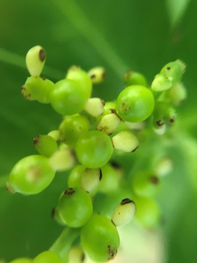 TonogayatoTeien's tweet photo. #マンリョウ に比べて #センリョウ はとても #ユニークな花 ですね。
Compared with #ArdisiaCrenata, or #Manryo*, the flowers of #ChloranthusGlaber, or #Senryo* are very unique. *Japanese name
#万両 #千両 #殿ヶ谷戸庭園 #駅から徒歩2分の癒し空間
#TonogayatoGardens #UniqueFlower https://t.co/c0qxC7LdP2