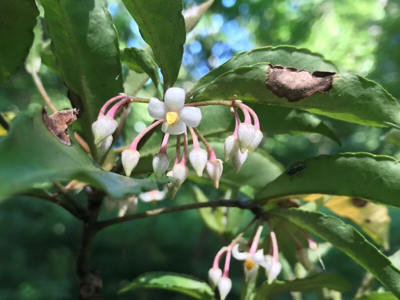 TonogayatoTeien's tweet photo. #マンリョウ に比べて #センリョウ はとても #ユニークな花 ですね。
Compared with #ArdisiaCrenata, or #Manryo*, the flowers of #ChloranthusGlaber, or #Senryo* are very unique. *Japanese name
#万両 #千両 #殿ヶ谷戸庭園 #駅から徒歩2分の癒し空間
#TonogayatoGardens #UniqueFlower https://t.co/c0qxC7LdP2