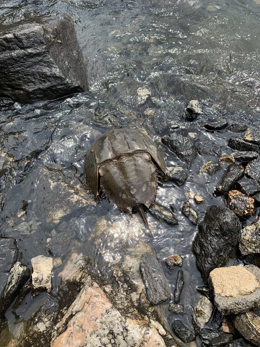 Saw my first horseshoe crab today in LIC - Gantry Park. Thought it was dead, until the legs moved. A little help to flip over and it crawled away to the depths