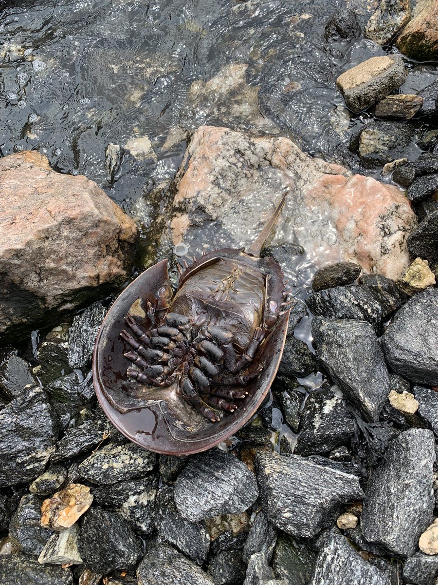 dbiollo's tweet photo. Saw my first horseshoe crab today in LIC - Gantry Park. Thought it was dead, until the legs moved. A little help to flip over and it crawled away to the depths https://t.co/xG1DVdLPTL