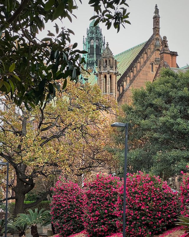 Sydney_Uni's tweet photo. Missing the colours of spring on campus ๐ธ๐ผ๐ฟ
๐ธ by @gerrygerrrrrrrry on Instagram
#USYD #springoncampus https://t.co/mG3dEVnQVx