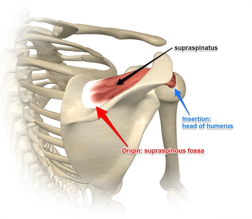 drdozellodc's tweet photo. Two Minutes of Anatomy: Supraspinatus Muscle
Dr Donald A Ozello DC
#supraspinatus #rotatorcuff #rotatorcuffmuscles #shoulder #shouldermuscles #anatomy #anatomyandphysiology #shoulderabduction https://t.co/g3UTpUW7kt https://t.co/eVkgOqyDbF