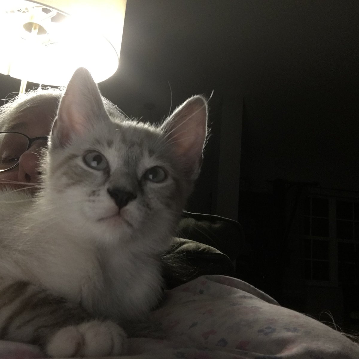 BJeany's tweet photo. @thekittenwinksy https://t.co/GauWBVnIhz