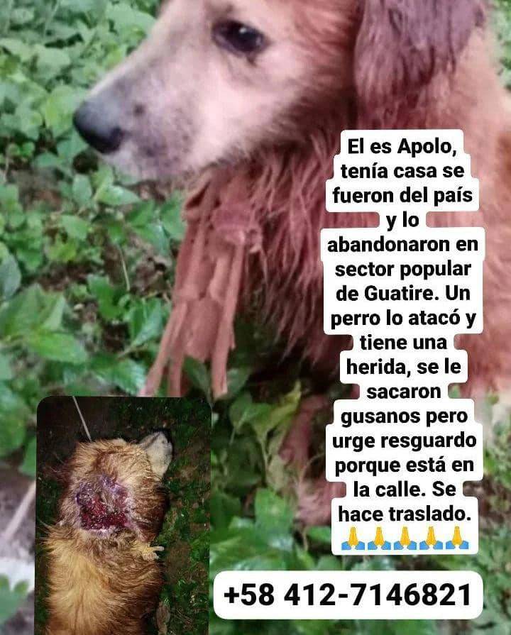 URGE hogar temporal, Guatire  RT <a href="/yaracalcagno/">yara calcagno</a>: Ayuda, necesita un hogar temporal para darle continuidad al tratamiento. 
Apolo merece un hogar.