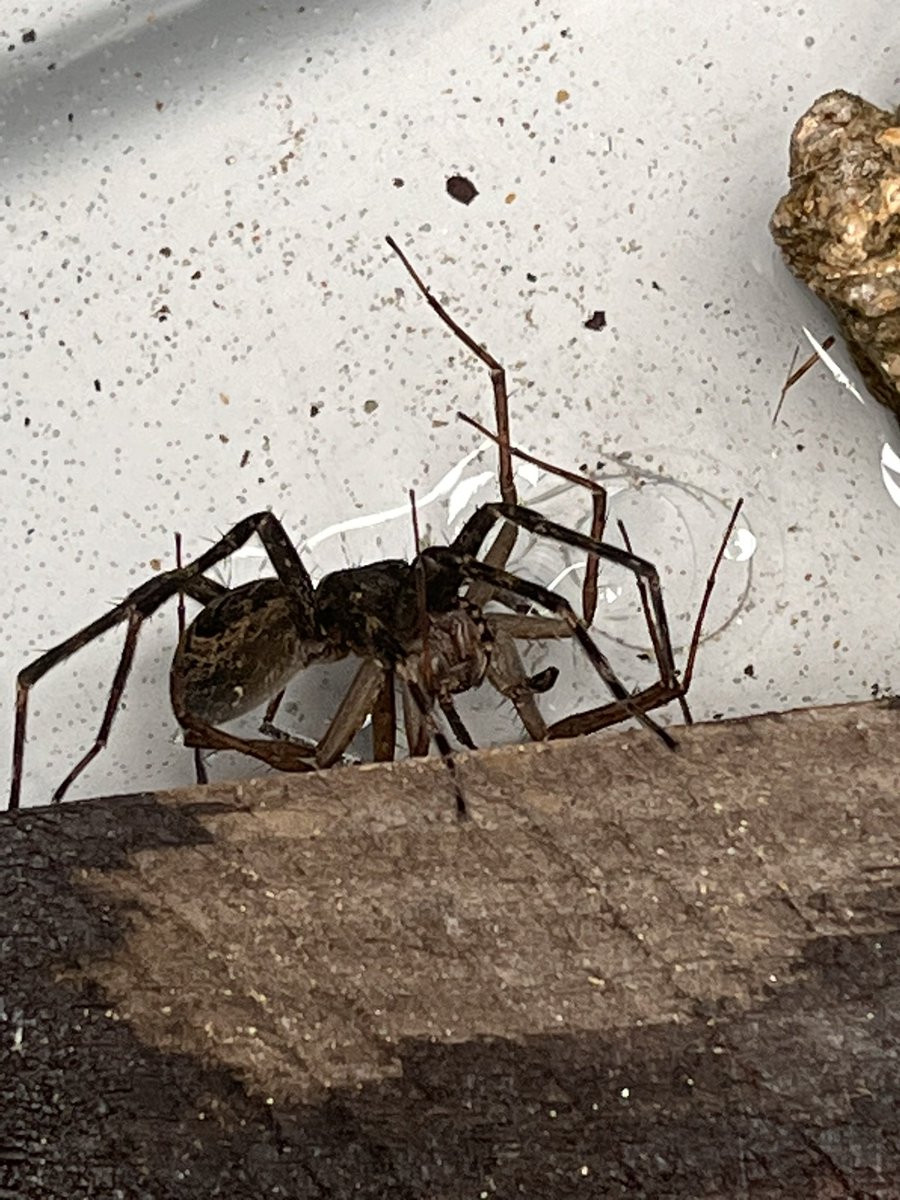 Lhesperus's tweet photo. Love me some #dolomedes sexual conflict. #spidertwitter https://t.co/9jK1UATXrq