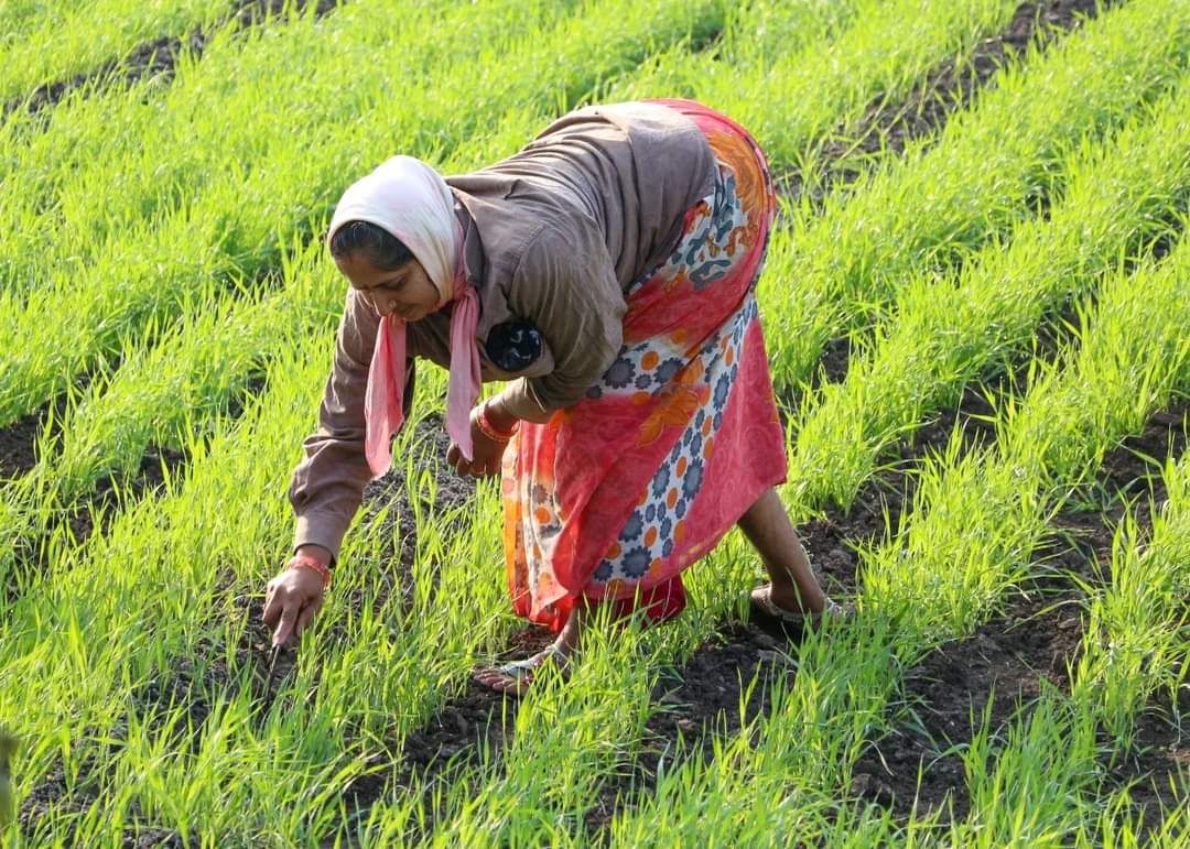 hmrff's tweet photo. Agricultural #sustainability rests on the principle that we must meet the needs of the present without compromising the ability of producing #food in future. Therefore, long-term stewardship of both natural and human resources is of equal importance to short-term economic gain. https://t.co/BfNeCL6You