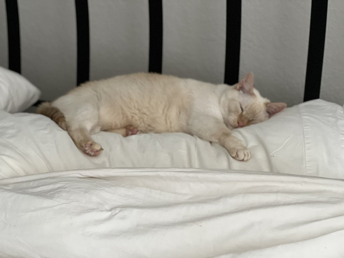 staceyo's tweet photo. @CatFoodBreath Olaf got a head start. https://t.co/SW09mkhijh