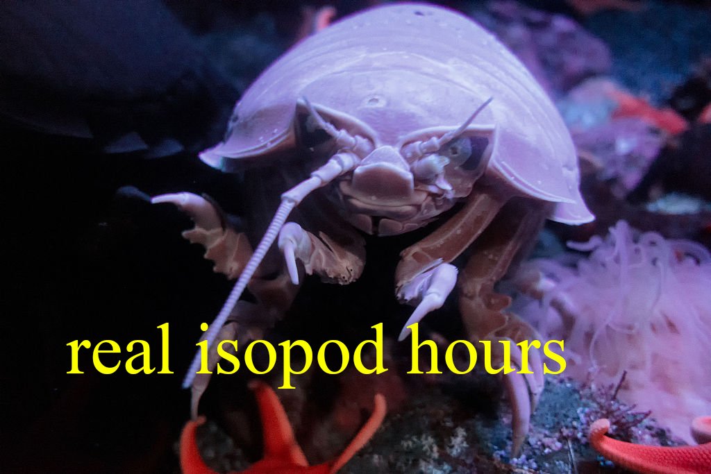 IsopodBot's tweet image. It's real isopod hours