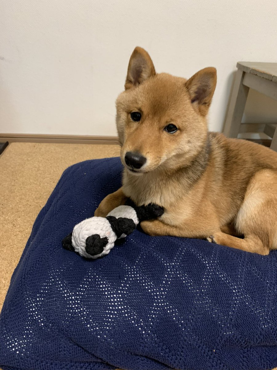 mameta_diary's tweet photo. パンダさんと寝んね🐼
#犬 #dog #柴犬 #shibainu #柴 #shiba #日本犬 #和犬 #Japanesedog #犬のいる生活 #柴犬のいる生活 #豆太 #mameta https://t.co/bF8lagqgU8