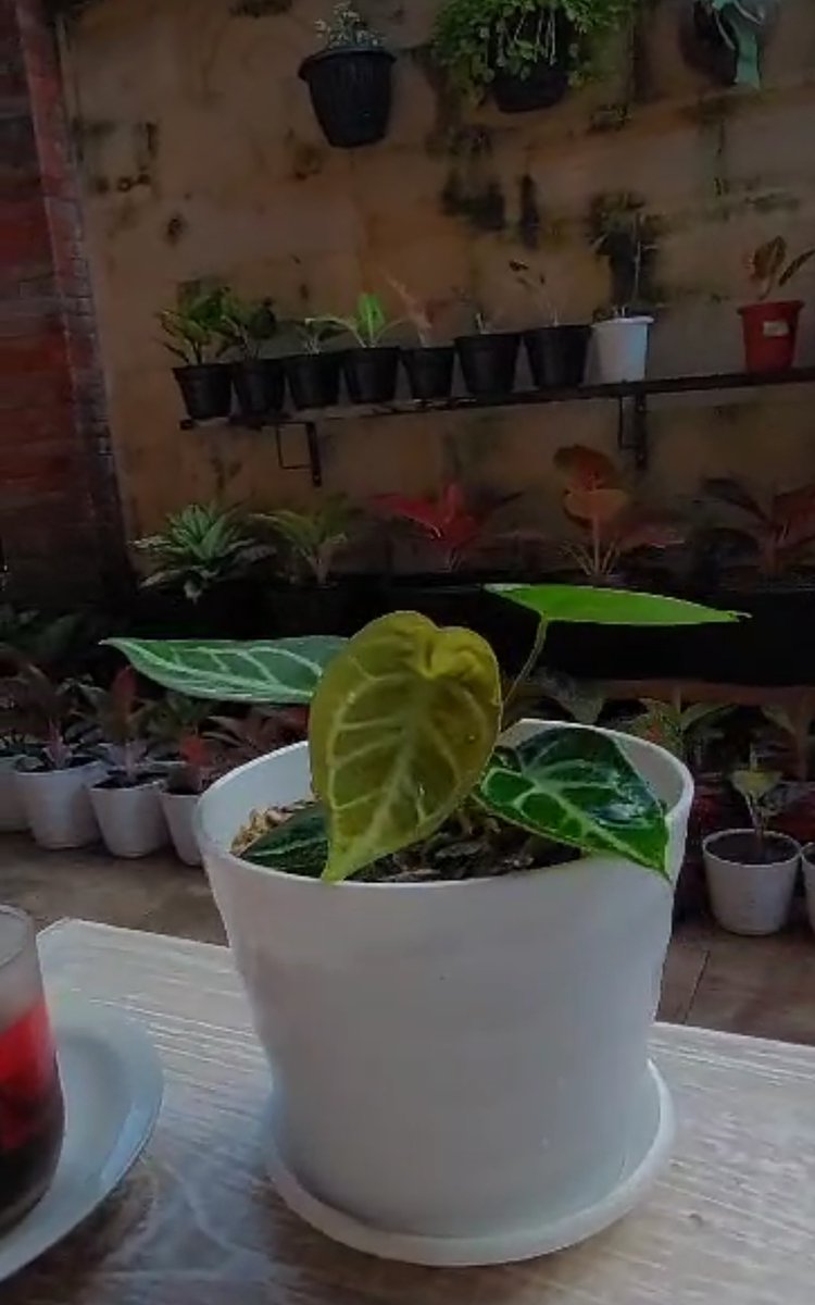 SayJolie7's tweet photo. Hari ini aku setahun lebih tua dan menyadari hidupku lebih berwarna... Karena itu, aku ingin mengucapkan selamat hari lahir untuk diriku sendiri..☕🍰😇🙏 https://t.co/PmHdv1p9Jr