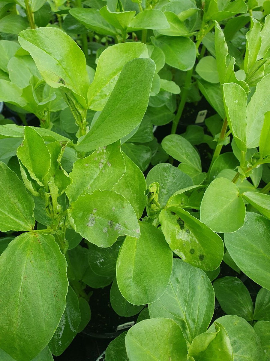 Sara Blake (@sara_n_blake) on Twitter photo Some #AscochytaBlight symptoms starting to show on these inoculated pots of faba bean. Few more weeks to go until rating... <a href="/AgrifoodUoA/">Agrifood & Wine Uni of Adelaide</a> <a href="/SC_Catt/">Sam Catt</a> <a href="/GRDC_NVT/">GRDC National Variety Trials (NVT)</a> Some #AscochytaBlight symptoms starting to show on these inoculated pots of faba bean. Few more weeks to go until rating... <a href="/AgrifoodUoA/">Agrifood & Wine Uni of Adelaide</a> <a href="/SC_Catt/">Sam Catt</a> <a href="/GRDC_NVT/">GRDC National Variety Trials (NVT)</a>