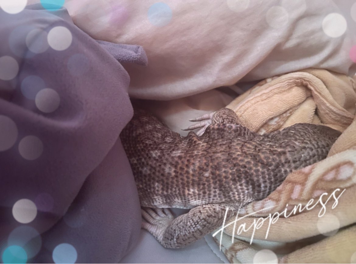 nnkhret's tweet photo. 2023.7.10
両手🙌ひっくり返したまま
毛布に顔をうずめて1時間経過💤
かわいすぎる🫰
#サバンナモニター
#サバモニ
#爬虫類 https://t.co/dK65NRfSW0