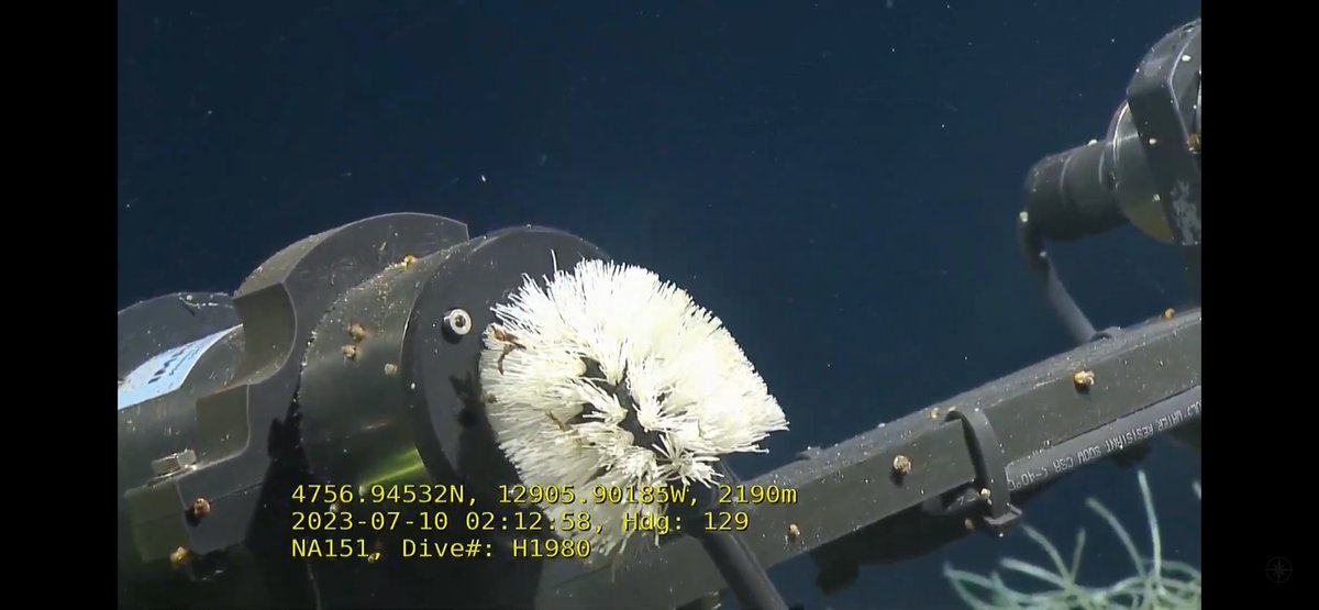 Kathy Degner (@calikatbird) on Twitter photo Sometimes the simplest things are the most effective. Case in point: the infamous TBOS: Toilet Brush of Science. Dirty lens 2100m down in the deep? Not anymore! <a href="/EVNautilus/">E/V Nautilus</a> <a href="/Ocean_Networks/">Ocean Networks 🇨🇦</a> #NautilusLive #ONCAbyss #TBOS Sometimes the simplest things are the most effective. Case in point: the infamous TBOS: Toilet Brush of Science. Dirty lens 2100m down in the deep? Not anymore! <a href="/EVNautilus/">E/V Nautilus</a> <a href="/Ocean_Networks/">Ocean Networks 🇨🇦</a> #NautilusLive #ONCAbyss #TBOS