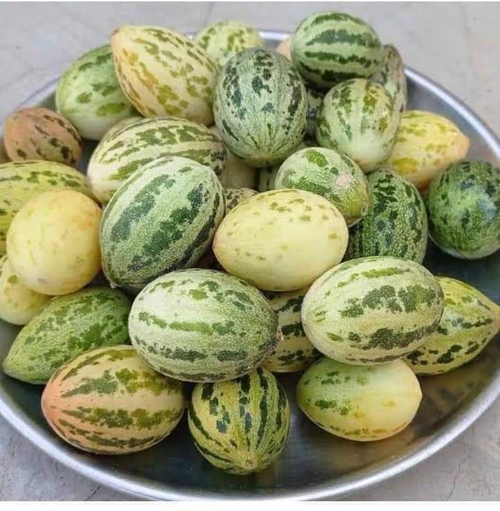 कुछ लोग इन्हें तरबूज के अंडे समझते होंगे लेकिन ये असल में क्या हैं यह आजकल के बहुत कम लोगों को पता होगा..
चलिए बताएं आपके यहां इसे क्या बोलते हैं?