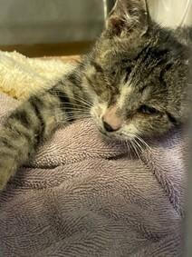 DubJH1009's tweet photo. https://t.co/Iklp0M1Dum #VERYURGENT #HELPNEEDEDNOW #MUSTBESAVEDASAP #WILLBEKILLED #DOSOMETHINGPLEASE #HELPIMMEDIATELY #MAYDAY #REDALERT #SOS #CRITICAL #DESPERATE #nyc #cats #kitten https://t.co/LgfusL5egv