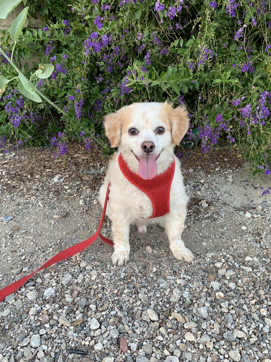 Valbaby26's tweet image. My stress 💜🧡 #FurBaby #Pawrent