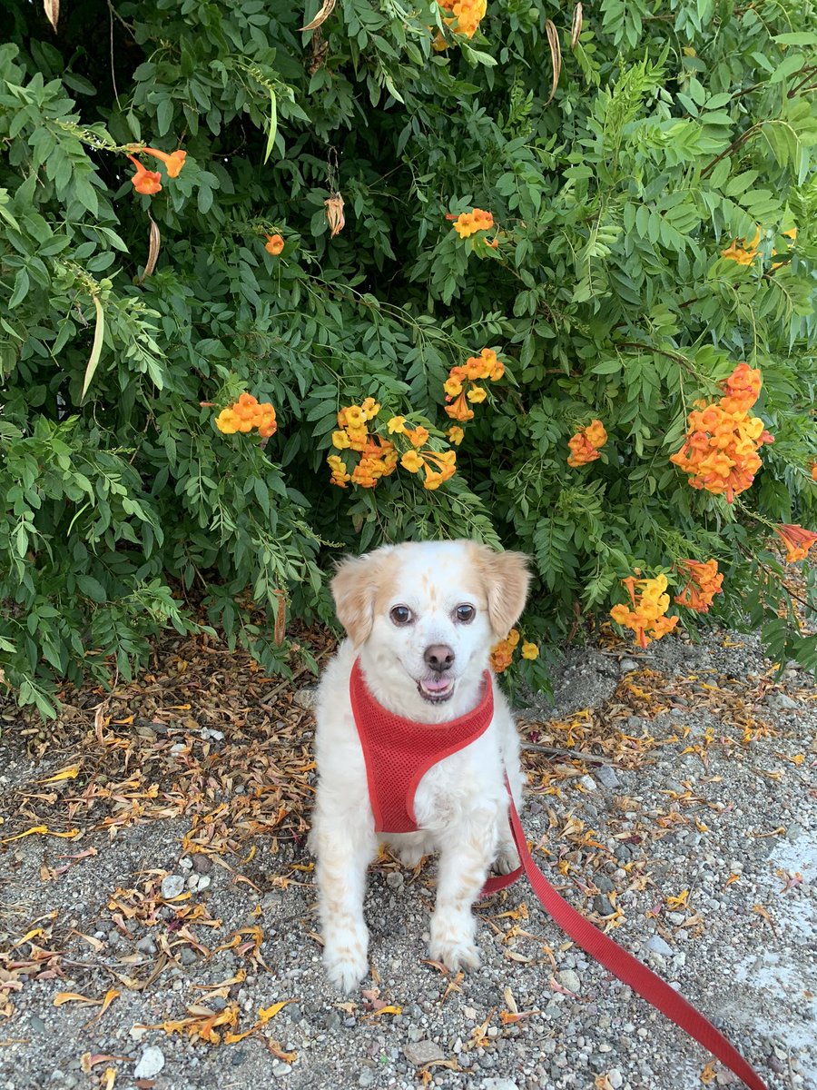 Valbaby26's tweet image. My stress 💜🧡 #FurBaby #Pawrent