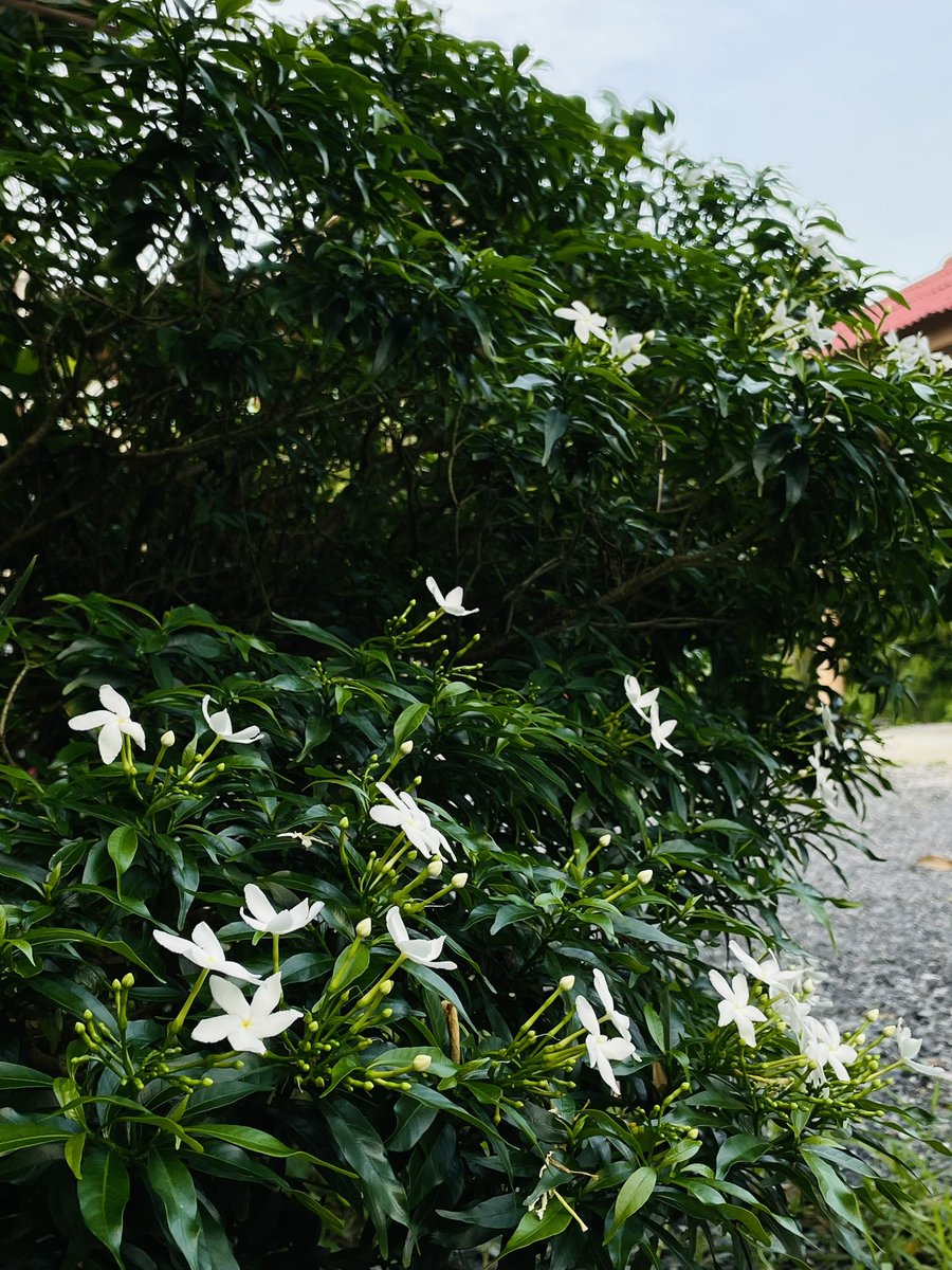 ต้นไม้ของเตนล์ 🌱 tweet media