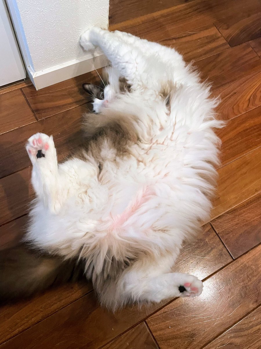 サービスショット📷✨
だけど、お顔が怖いよ‥😅

＃猫 ＃ラグドール #ケツ曜日
#今週もよろしくお願いします