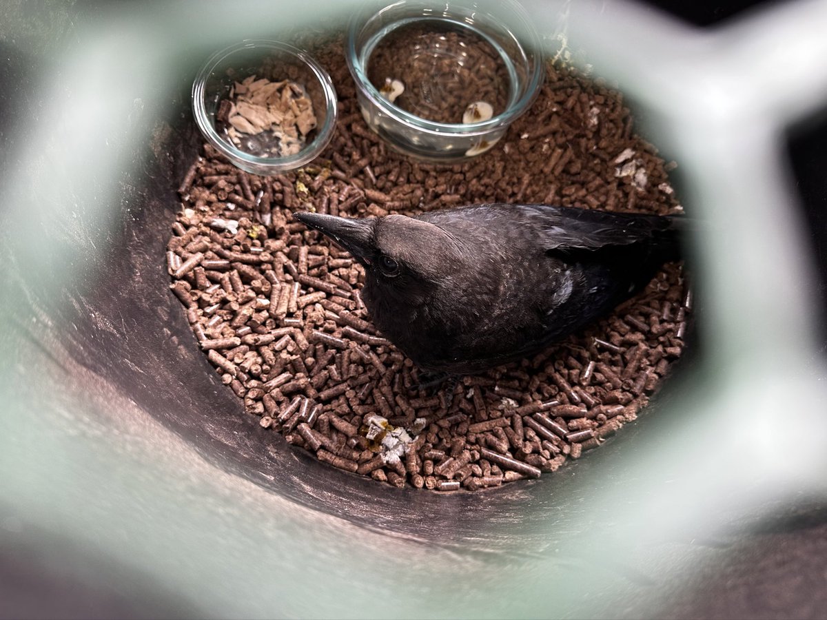 Hannigilly's tweet photo. Decided to stop and turn around and grab a crow that was on the road flipped over. It had been hit and was dehydrated and disoriented. I took it over night and it was able to fly off today. #feelsgood https://t.co/cYIuGotw2u
