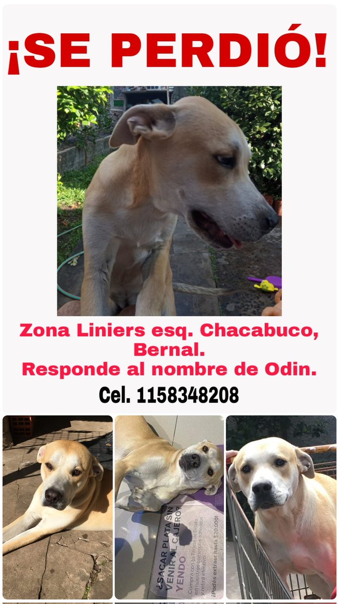 vonnordheimcl's tweet photo. Se Perdió!!! Ayuden a difundir!!!
#perroperdido #seperdio #PERDIDO https://t.co/8mwQRgqURR