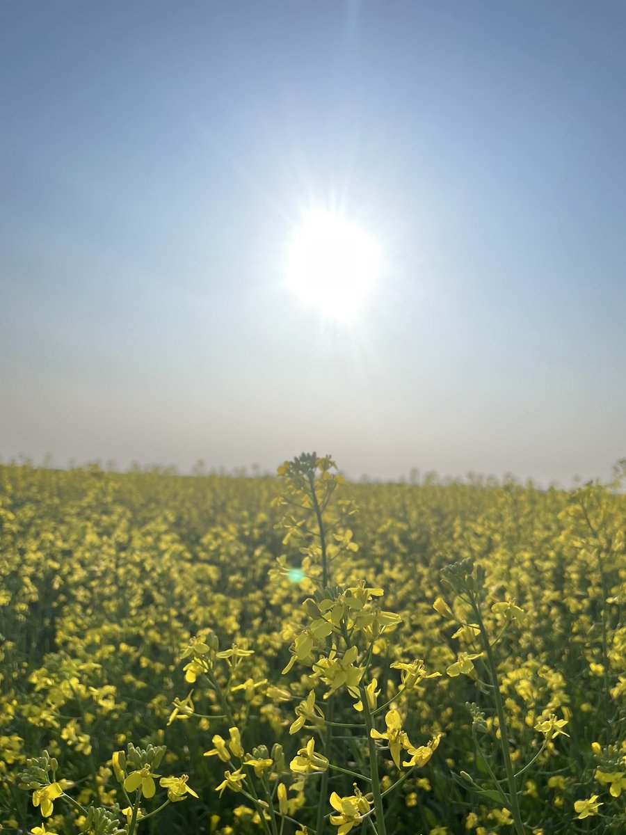 She’s Lookin pretty 🌾🌱🌞