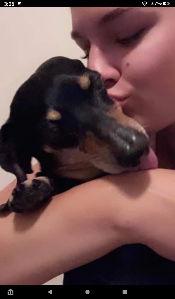 miniweinerdog's tweet photo. @Phil_Sledge Charlie hip-hop Feb 2, 2006 to Nov 4, 2022 he's Sixteen yrs &amp; Ten Month's here just 3 day's before he died! Peacefully next too Mom telling him it's okay too go, Duke &amp; Dillon are waiting for you! As I kissed his little face booboo took his last breath 💔💔💔💔 with Sarah! https://t.co/TNE0wWDnl0