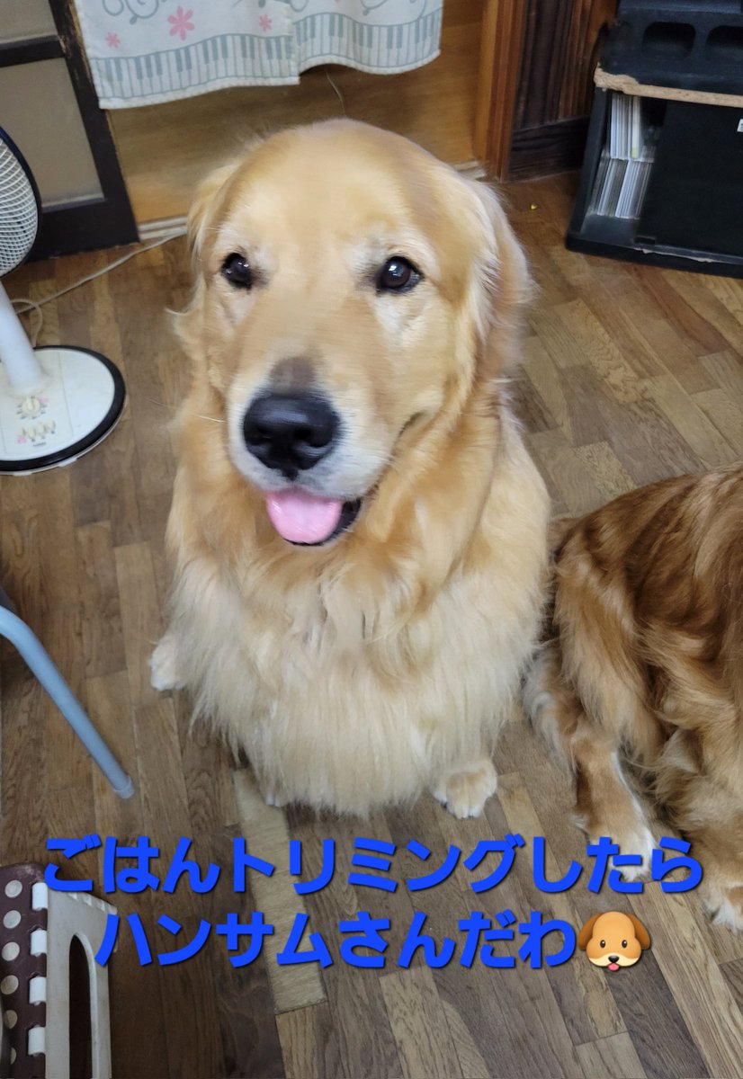 sen787853's tweet photo. トリミングしたら、フワフワもふもふサラサラに
ずっと続いて欲しい🐶🐶
#ゴールデンレトリバー 
#大型犬多頭飼い
#トリミング https://t.co/bvx7gGdNx4