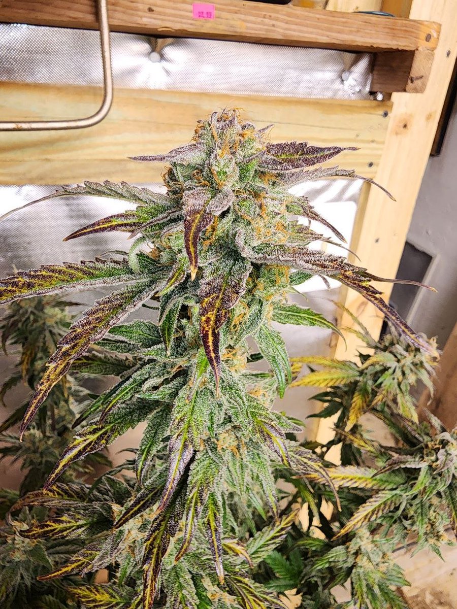 OneStopGenetics's tweet photo. Tropicana Hammer F2 in Late Flower https://t.co/GToLFp832Q