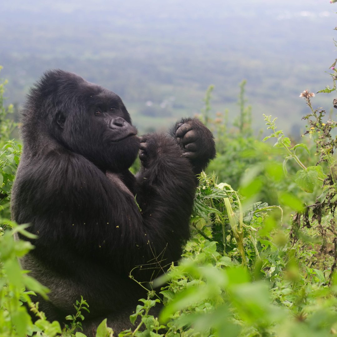 The best time to go gorilla trekking in Uganda is in the long dry season from June to September and during the short dry season from mid-December to early February. 

visit us @ gorillatrips.net/uganda-tours-a…

Call: +256-775-564060

info@gorillatrips.net
#silverback #gorilla #uganda