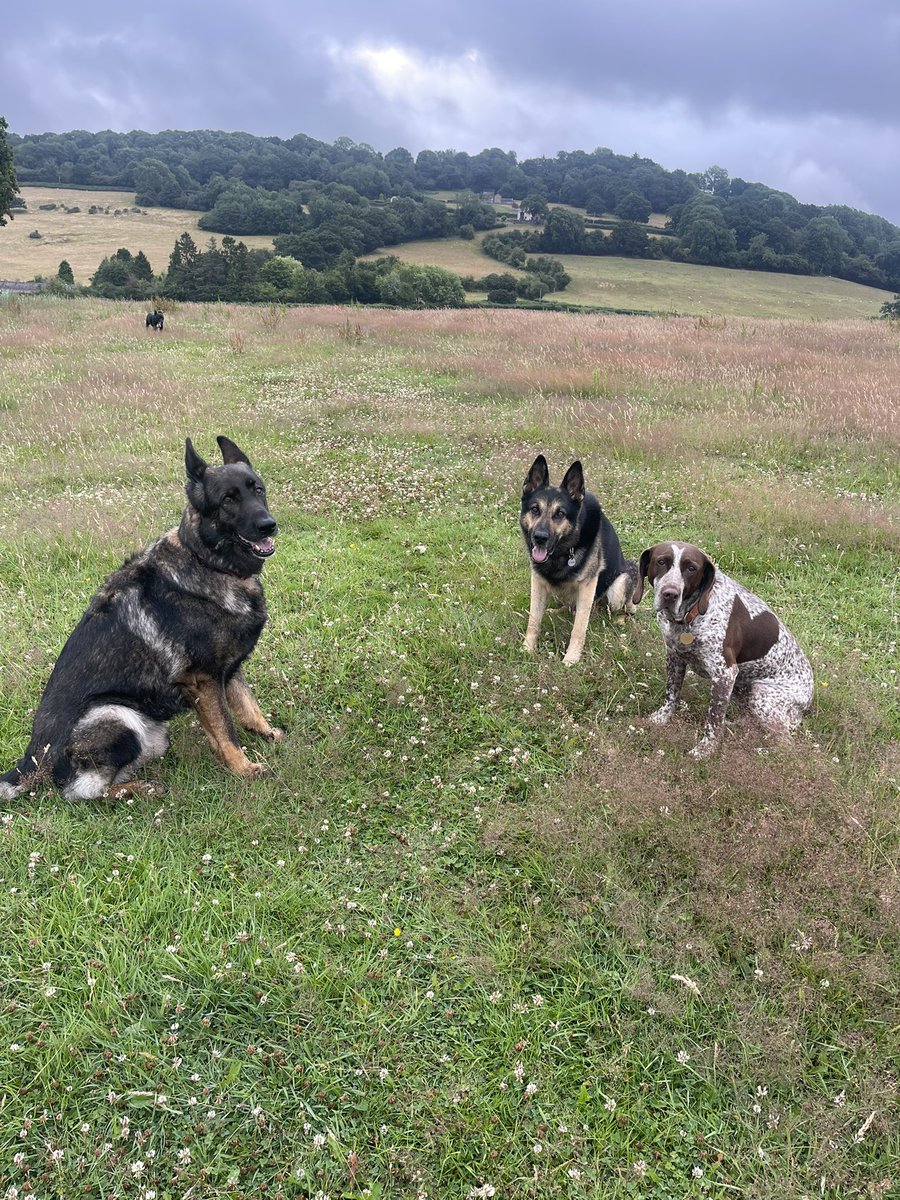 Had to miss out on my #SadineSunday yesterday due to a dodgy belly. My PDA (Personal Dog Assistant) Dad will spare you the detail but i'm lots better today and i'm in negotiations for #sardinemonday Mum is back from so sadly no boys Tv  until mum and <a href="/pd2050maisie/">Police Dog Maisie</a> are nights 🤣