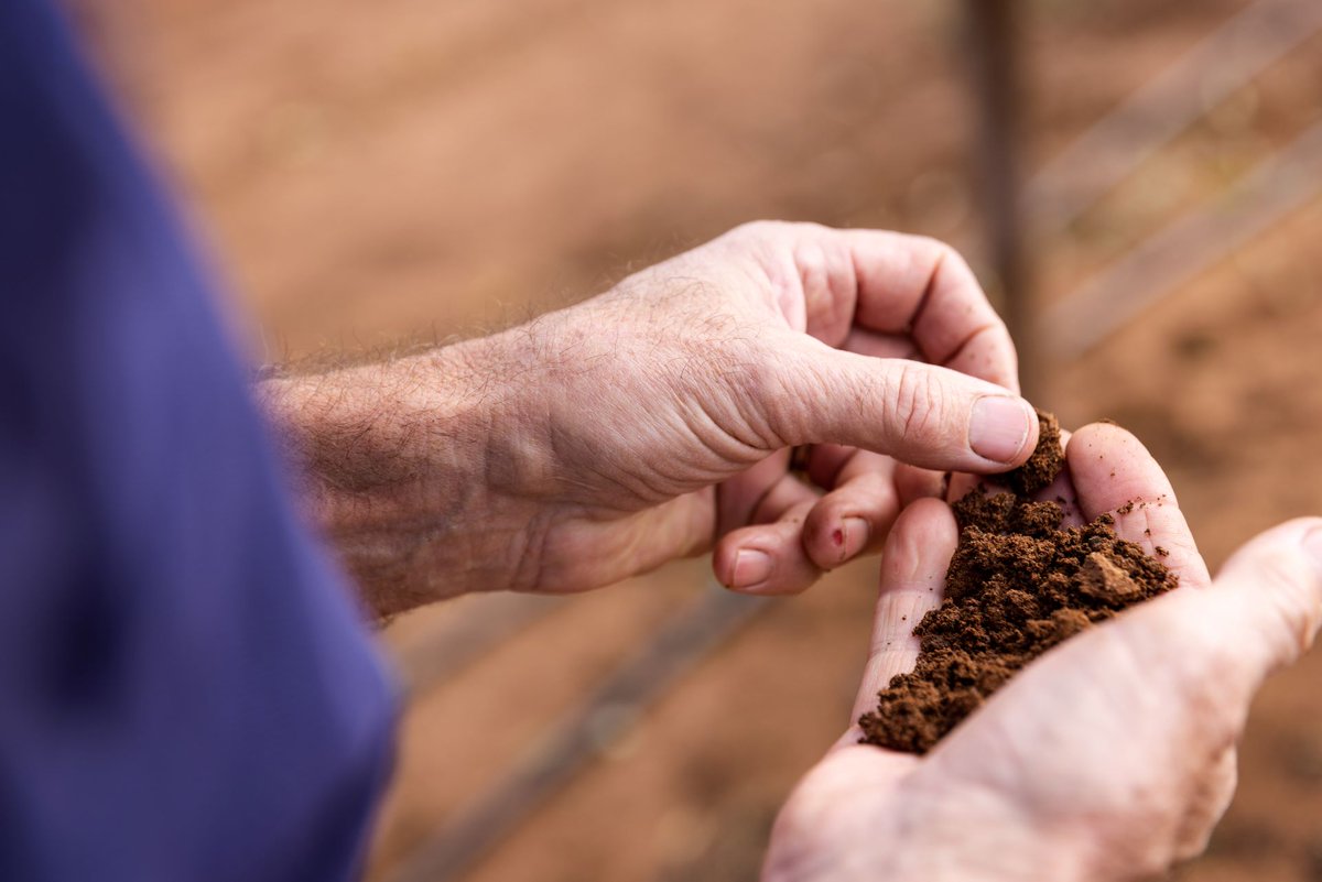 IPFertilisers's tweet photo. Take a deep look at your soil with @IPFertilisers Clint Sheather as he explains high nutrient removal in recent seasons means inputs need to be carefully considered for this winter crop https://t.co/OljAJZUwXh
#deepsoiltesting #Nbank #wintercrop https://t.co/EaZf0ANULX